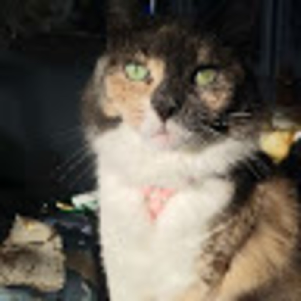 Meet your Posher, Sunflower